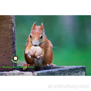 Wysoka Qulity Walnut jądra Lekkie połówki (LH)